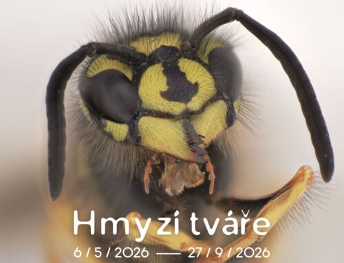 Podívej se do tváře hmyzu