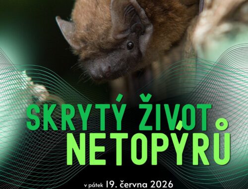 Objevte s&nbsp;námi skrytý život netopýrů